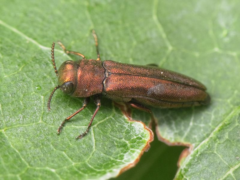Agrilus hyperici (Creutzer, 1799)
